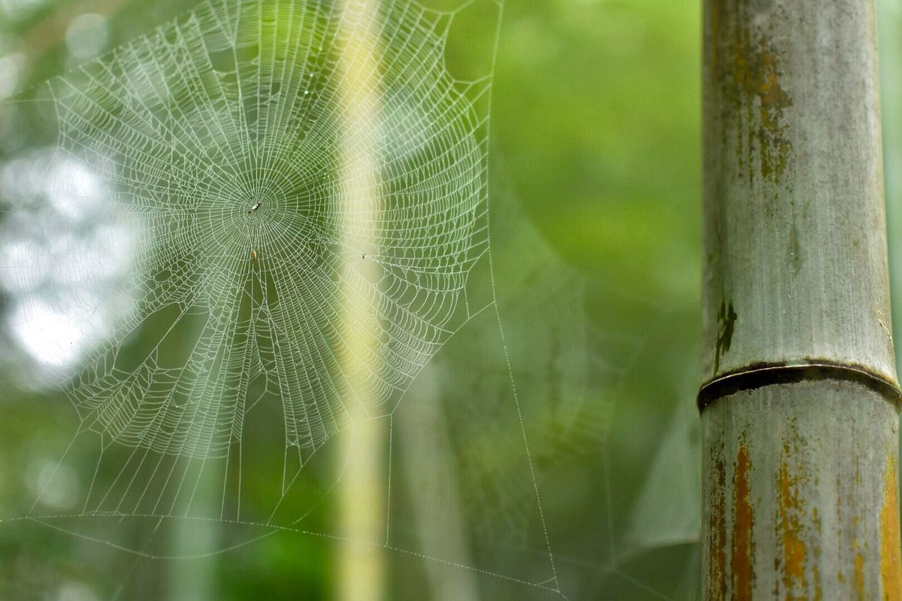 CLOSE-UP OF SPIDER WEB AGAINST BLURRED BACKGROUND