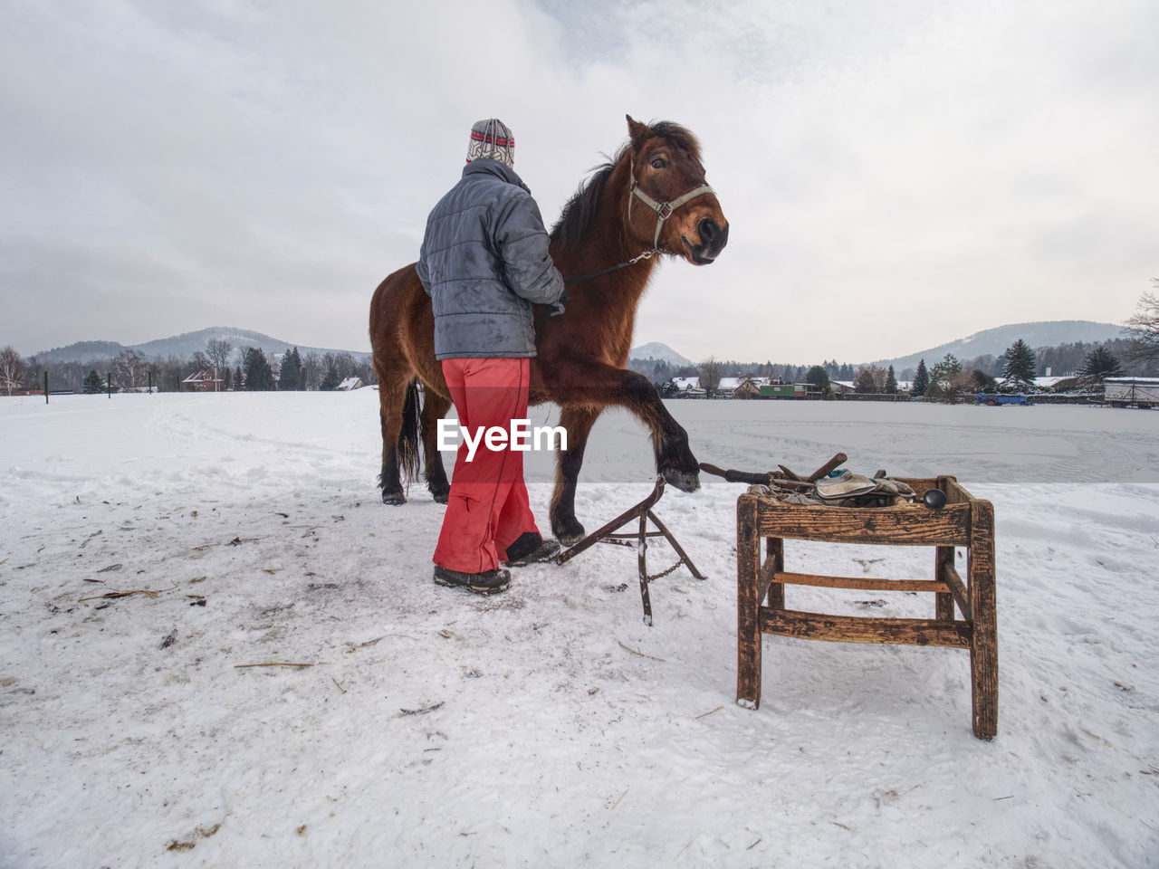 Farm staff prepare horse for hooves clearing by backsmith. regular horse farm care.