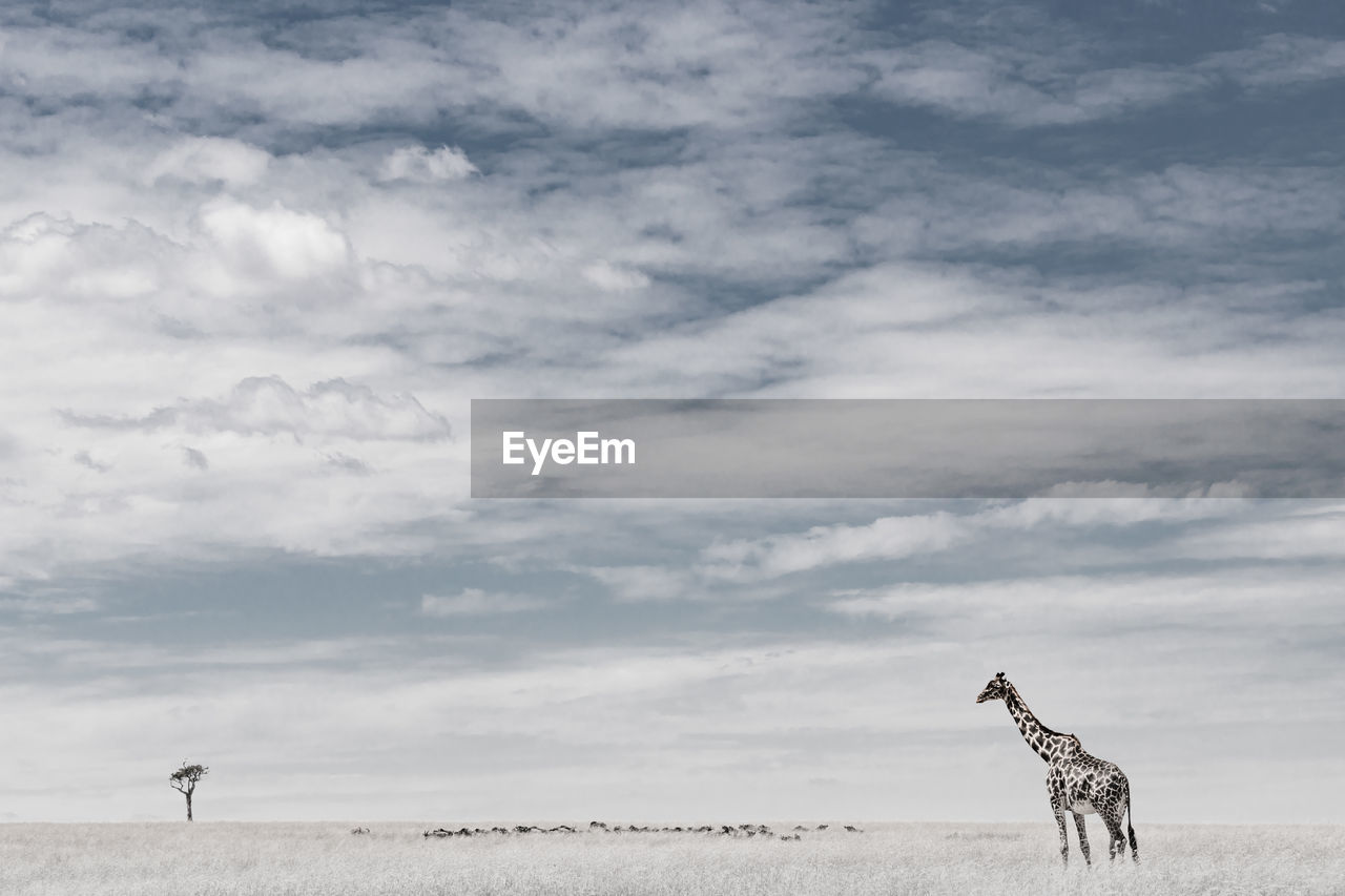 Giraffe on land against sky