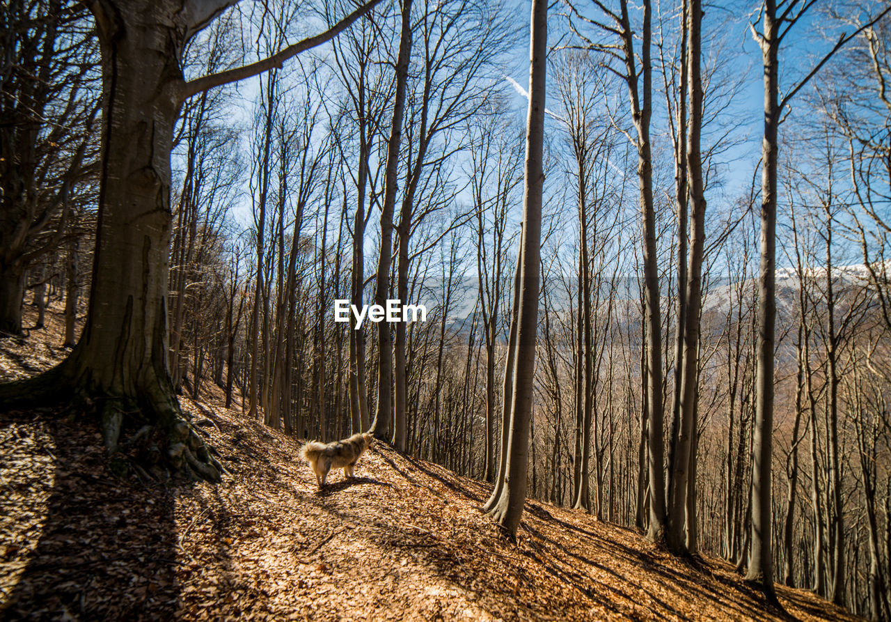 View of a forest