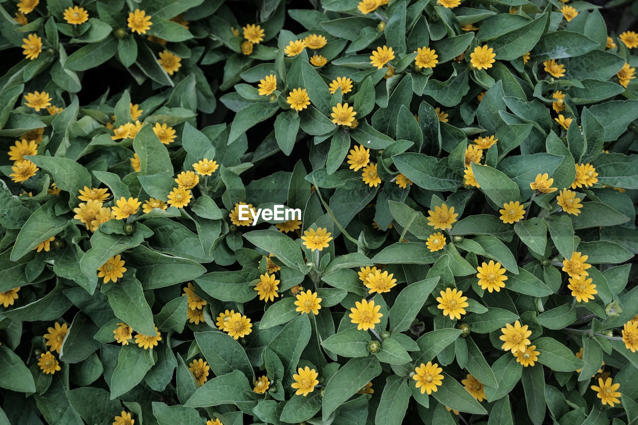 Full frame shot of flowering plants