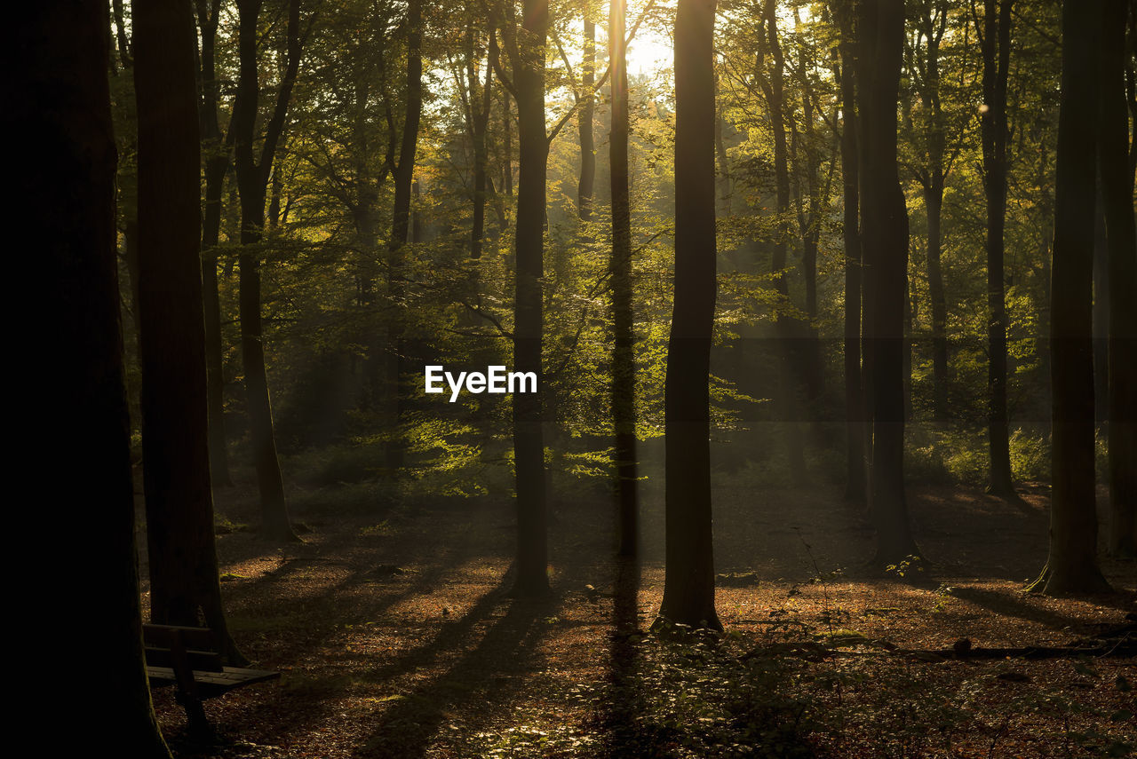 Trees in forest