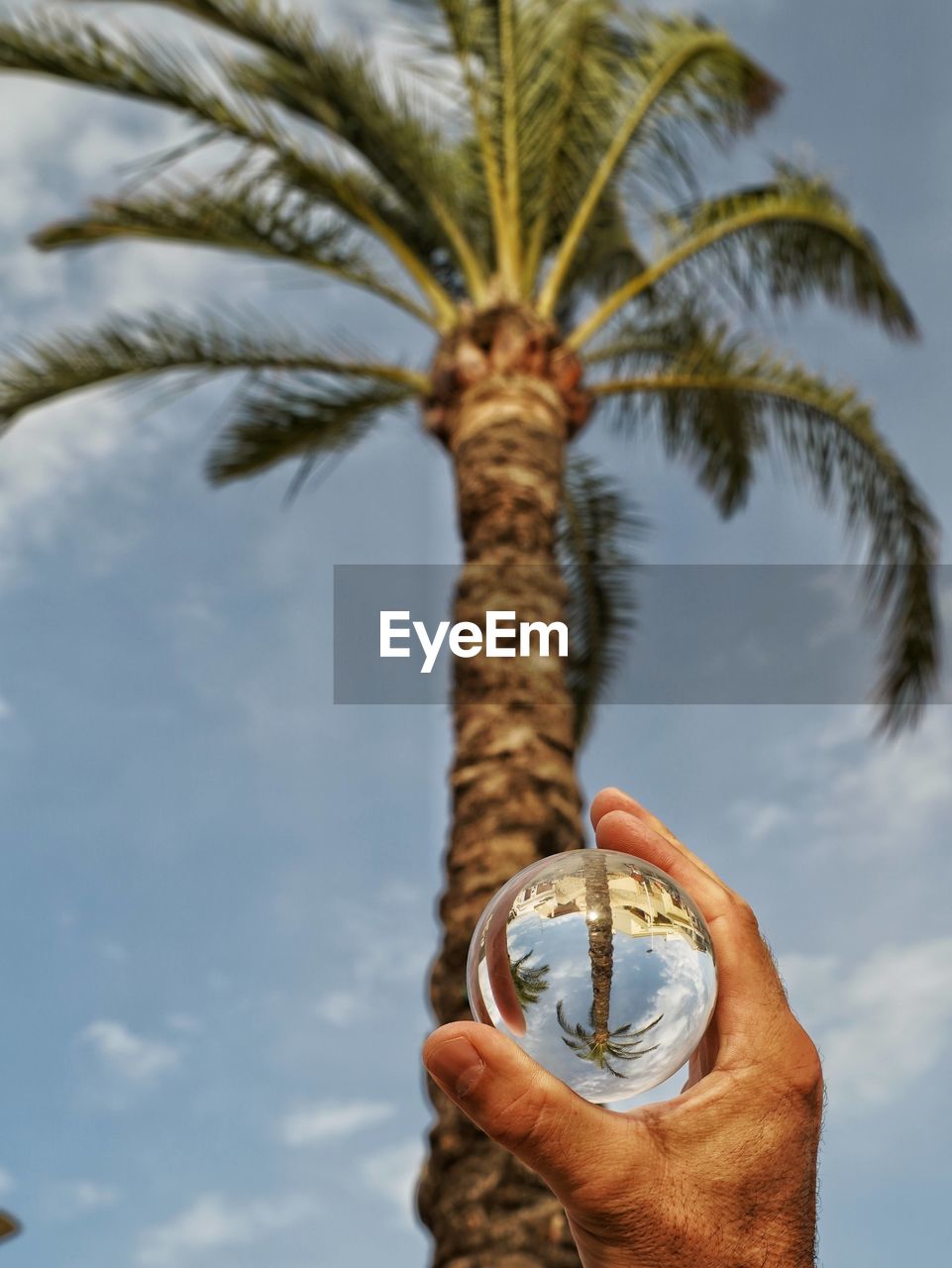 Low angle view of hand holding palm tree against sky