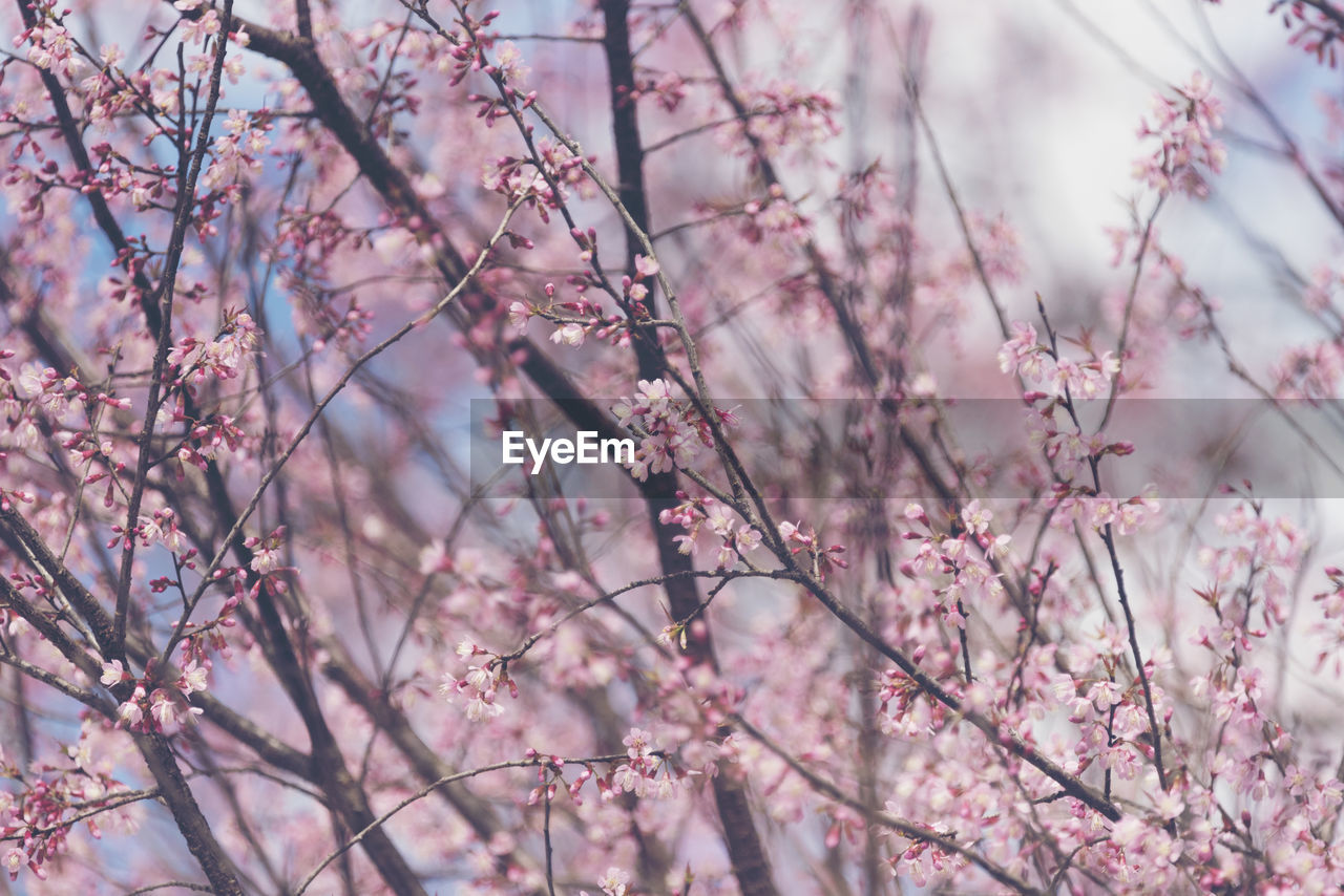 Low angle view of pink flowering tree