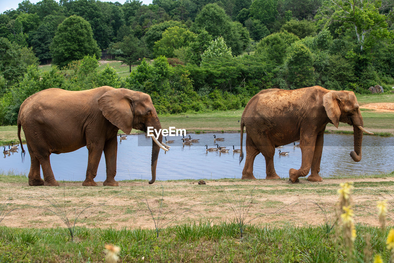 Two elephants near the lake