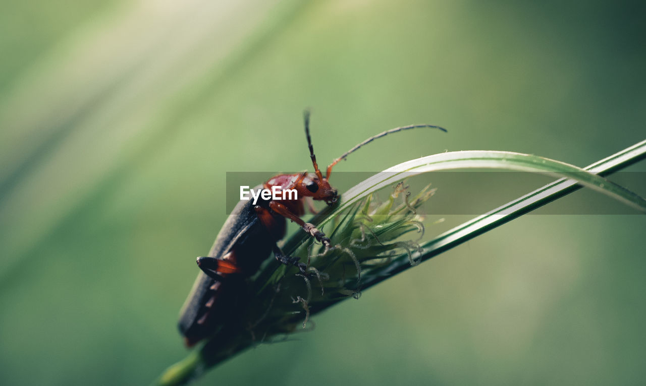 Close-up of ladybug on plant