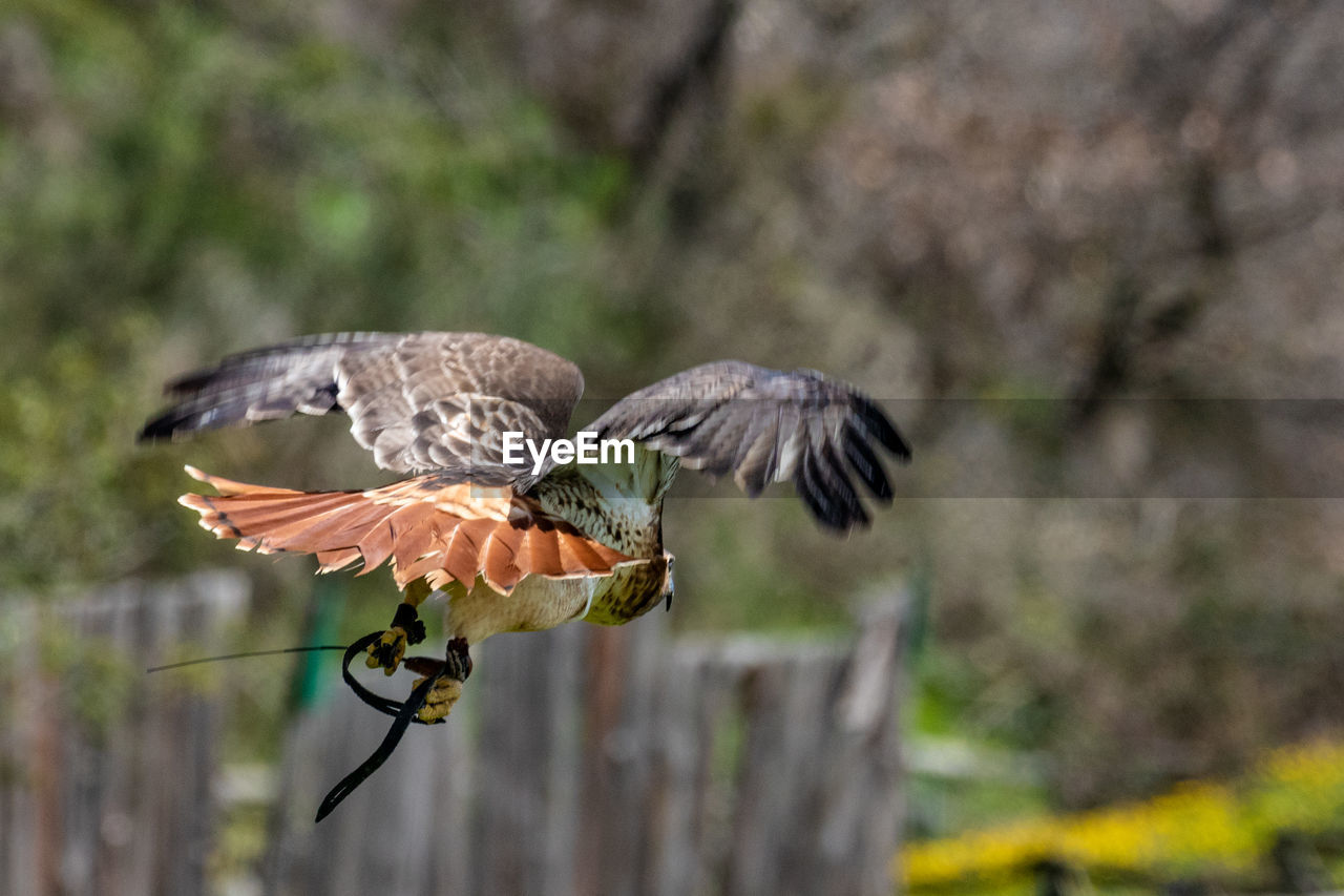 Hawk flying with dead snake