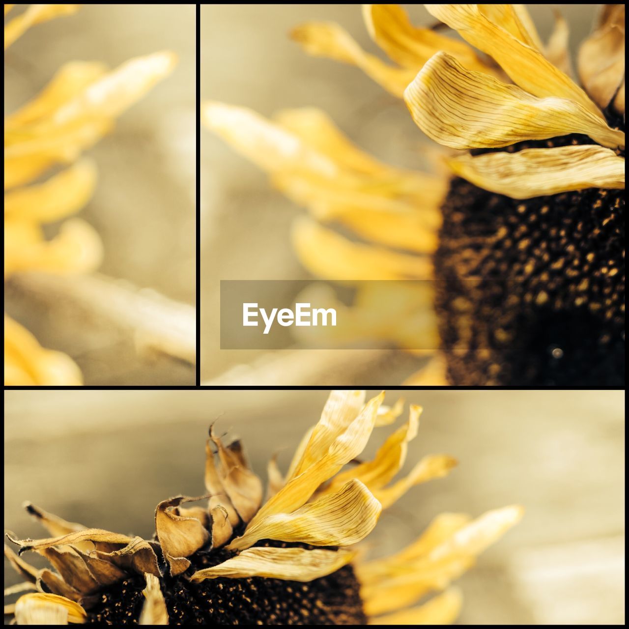 Collage of wilted sunflower