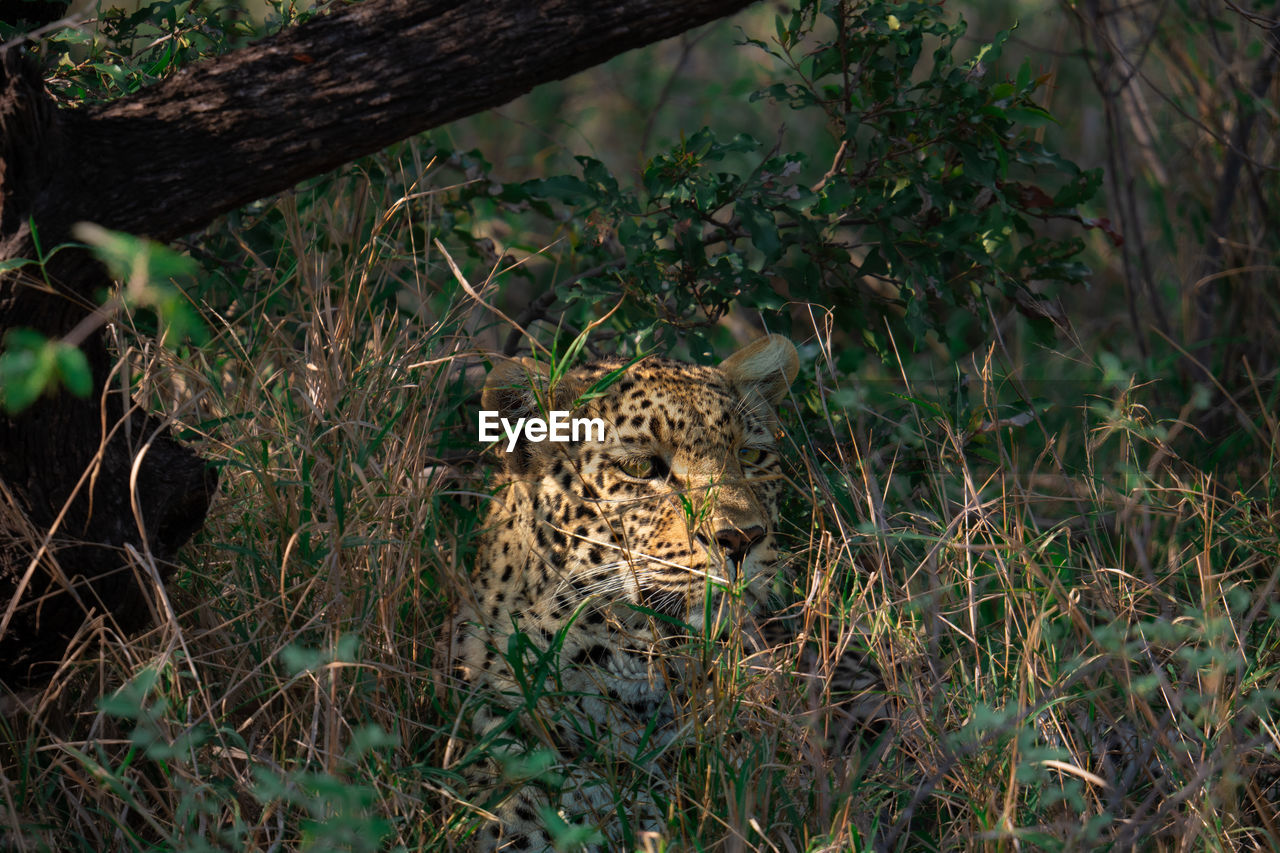 Leopard hiding in the bushes