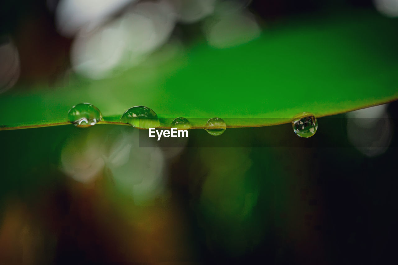 green, drop, water, wet, close-up, nature, dew, macro photography, plant, freshness, moisture, leaf, rain, no people, yellow, plant part, beauty in nature, purity, fragility, selective focus, focus on foreground, flower, outdoors, environment, growth, macro, day, refraction, branch, petal, reflection, raindrop, tranquility, multi colored, sunlight