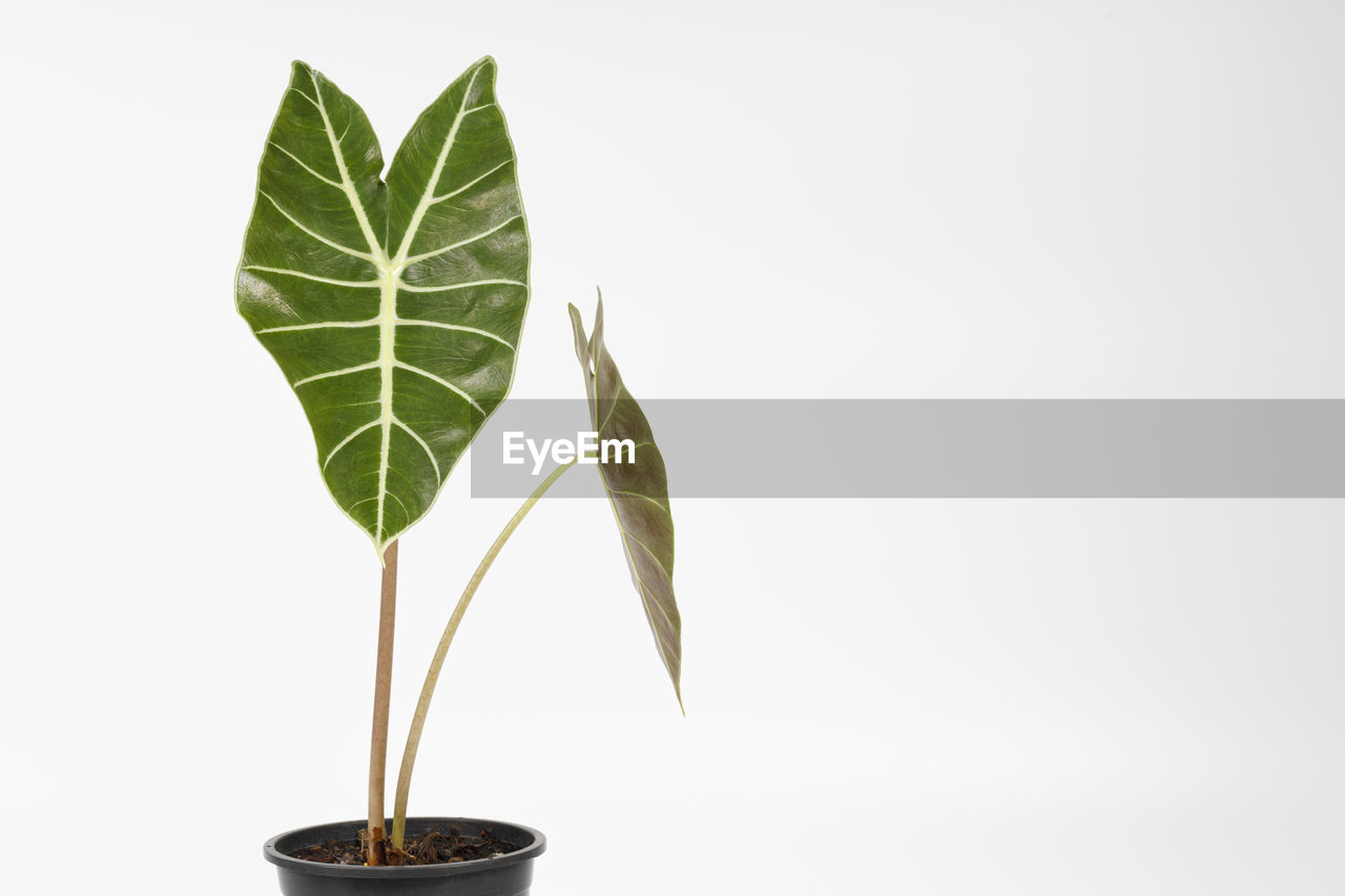 CLOSE-UP OF GREEN LEAVES ON PLANT AGAINST WHITE BACKGROUND