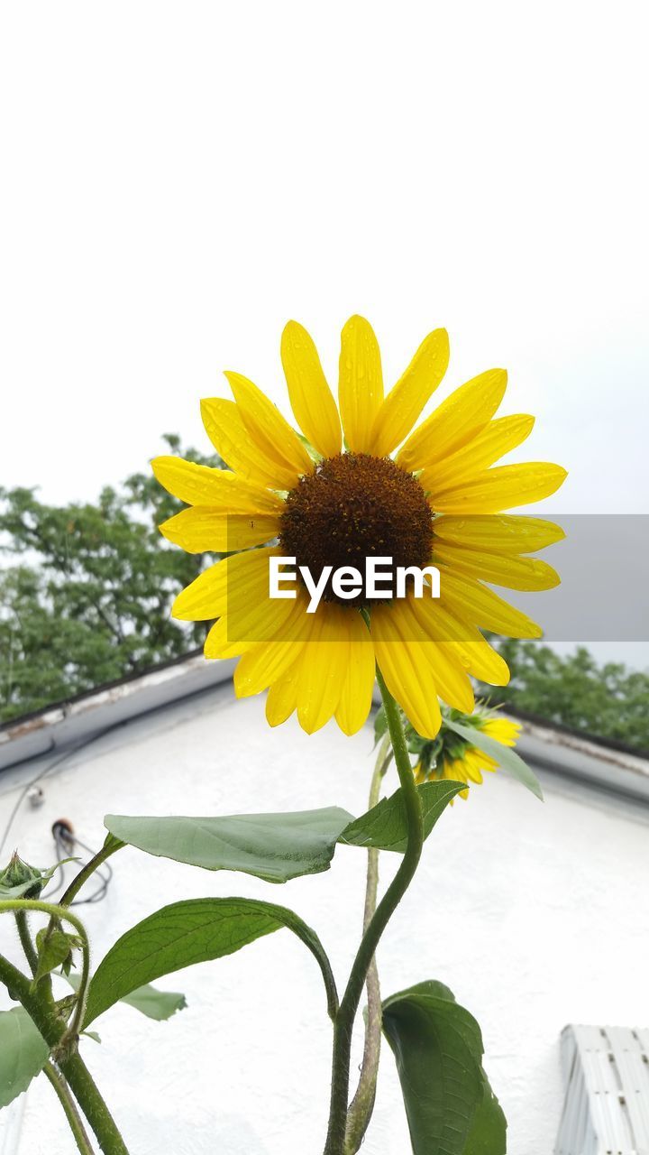 CLOSE-UP OF FRESH SUNFLOWER AGAINST SKY