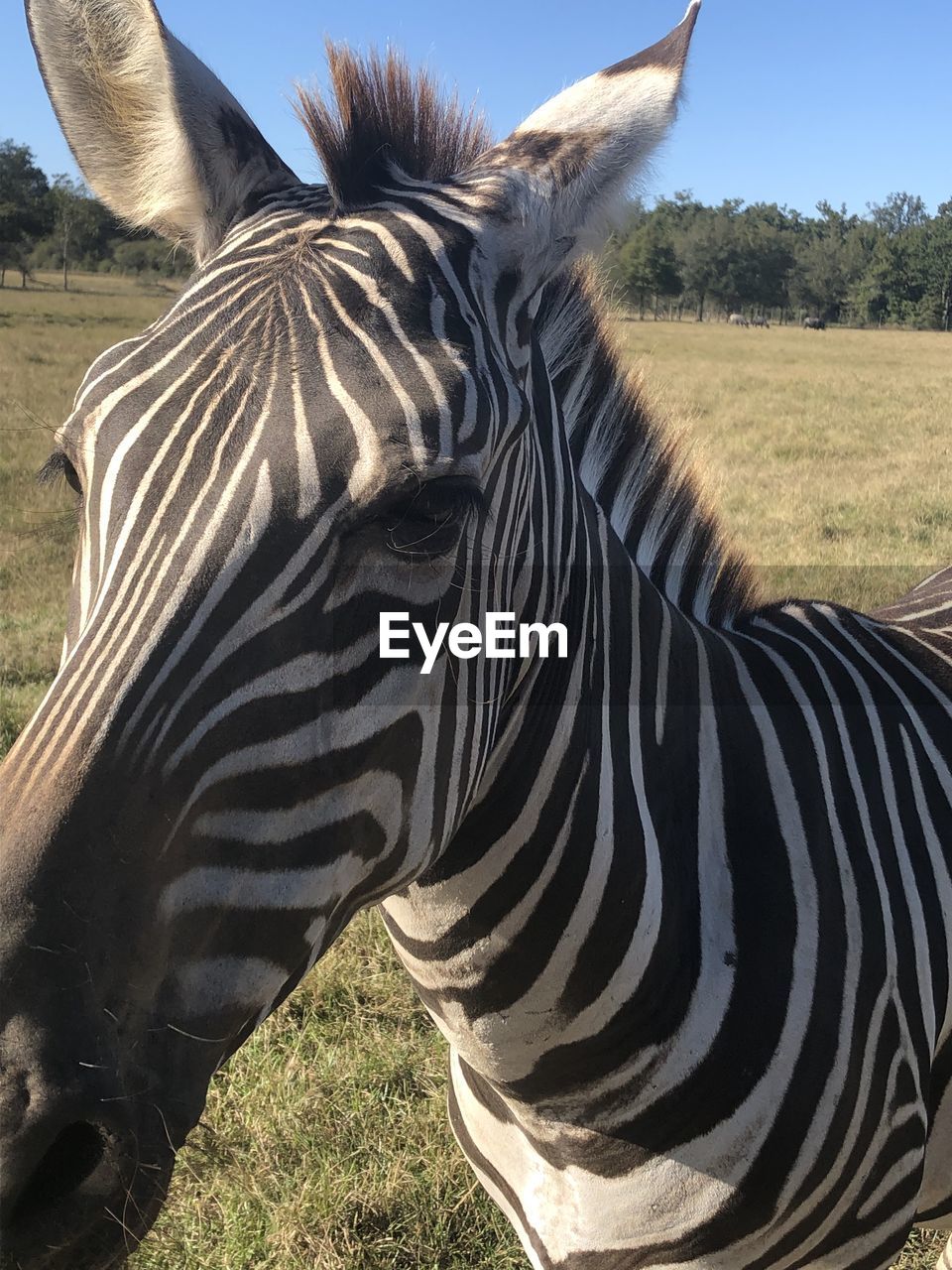 Up close and personal zebra