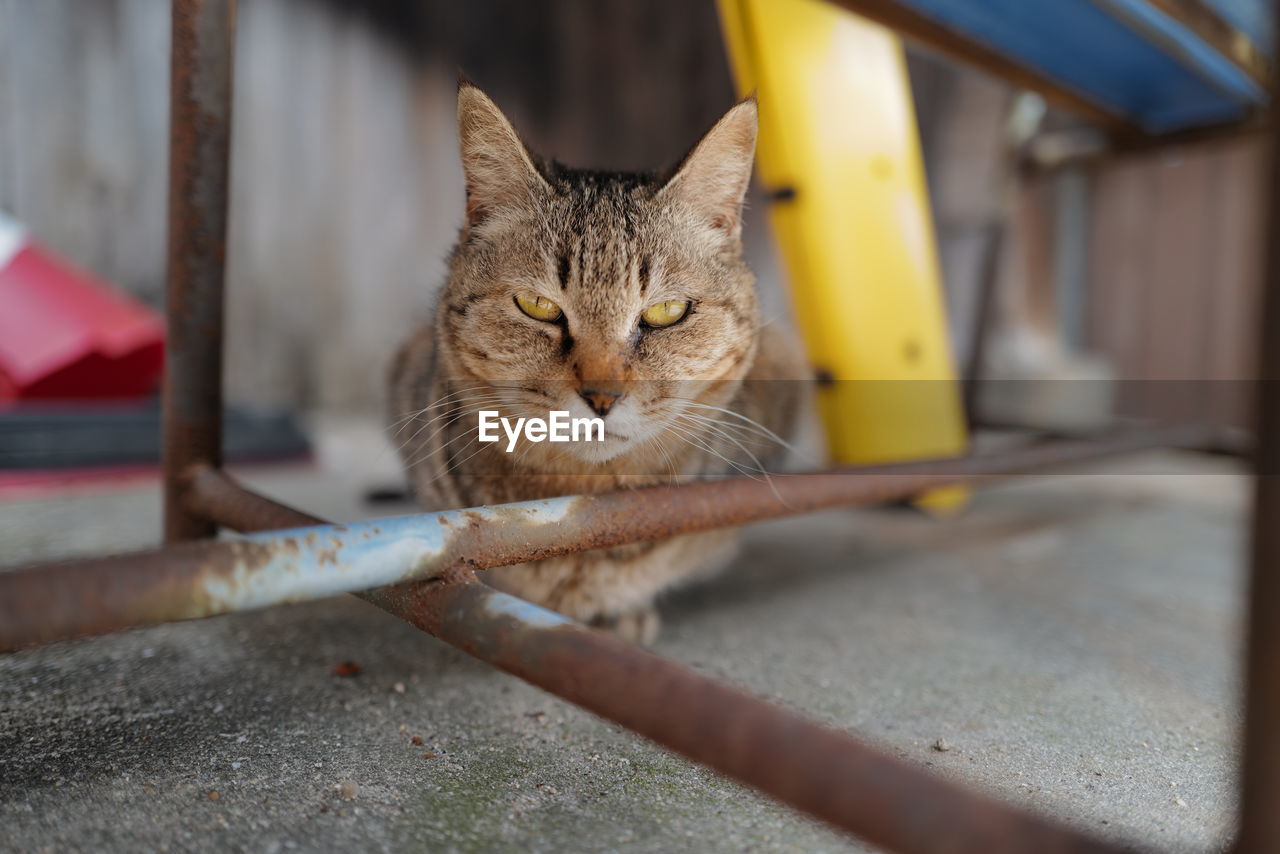 CLOSE-UP PORTRAIT OF CAT RELAXING ON FLOOR