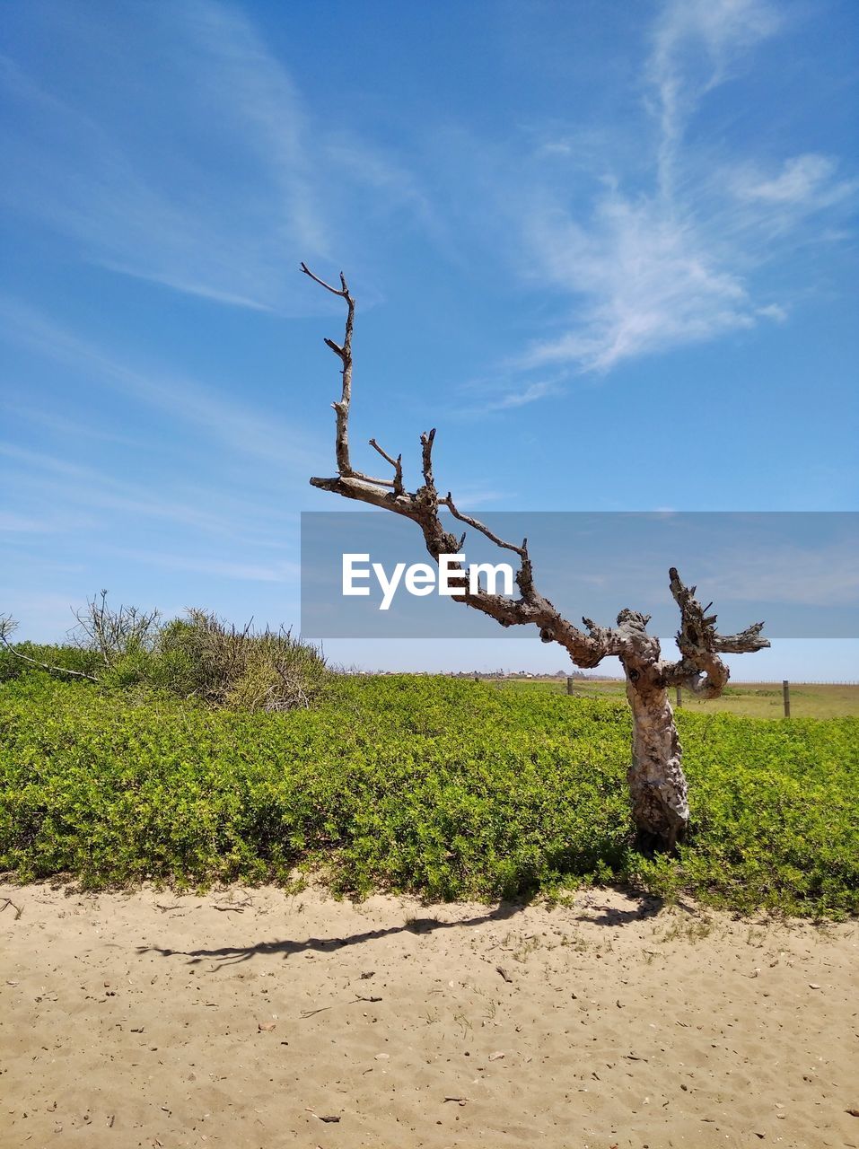 Dead tree on field against sky