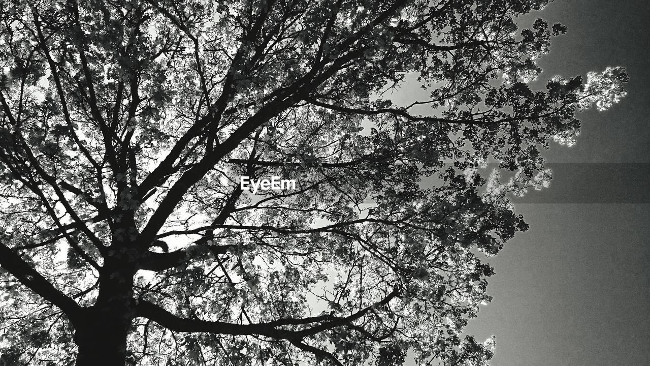 Low angle view of tree against clear sky