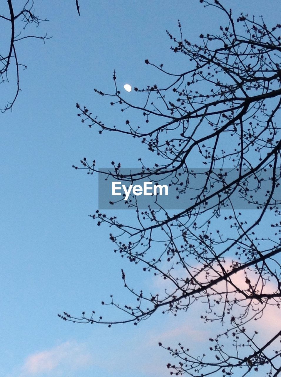 LOW ANGLE VIEW OF BARE TREE BRANCHES AGAINST CLEAR SKY