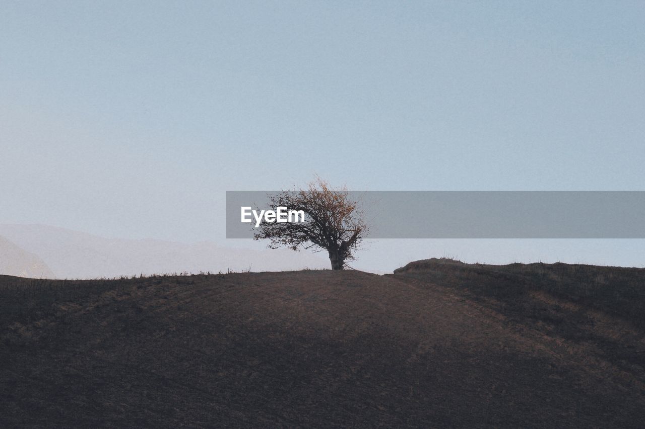 Tree on field against clear sky