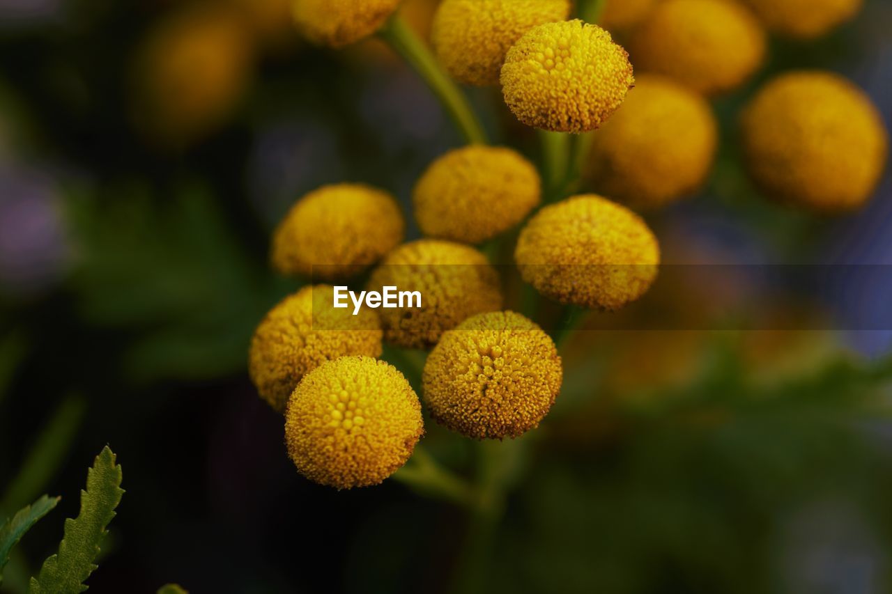 Close-up of yellow flowering plants