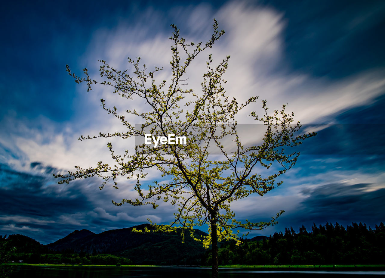 SCENIC VIEW OF TREE AND MOUNTAINS AGAINST SKY