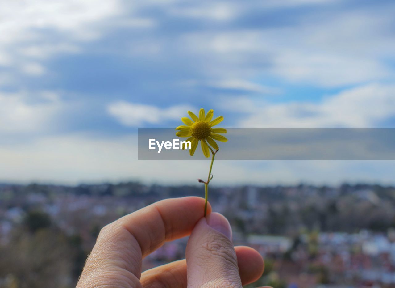 Close-up of hand holding yellow flower against sky