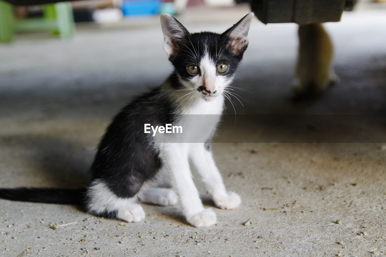 Portrait of cat on street