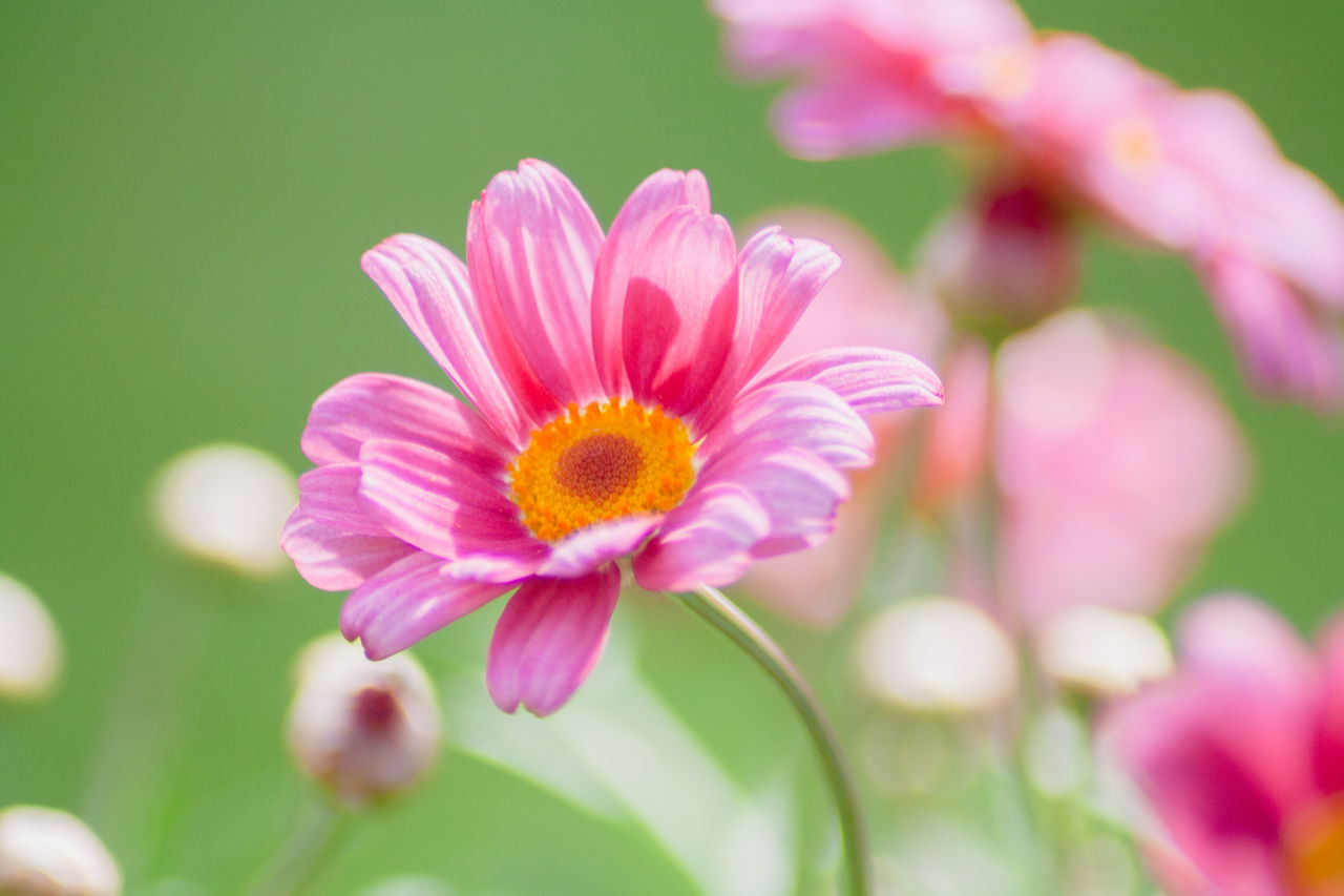 Close-up of pink flower