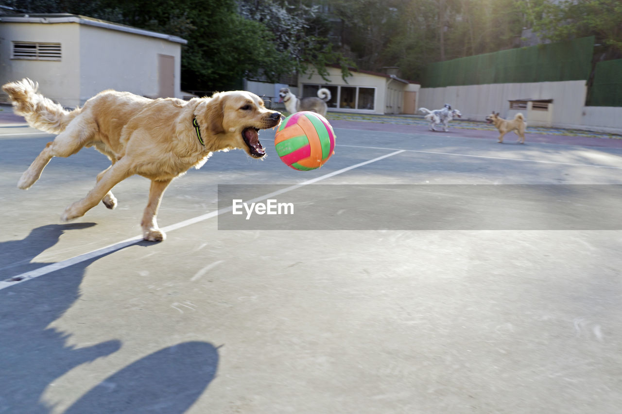 Dog playing with ball in background