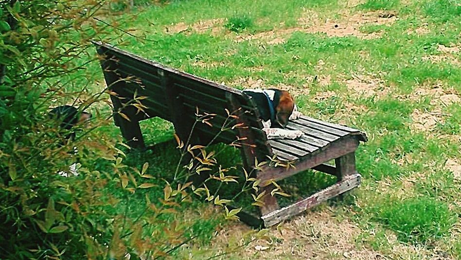 WOODEN BENCH ON GRASSY FIELD