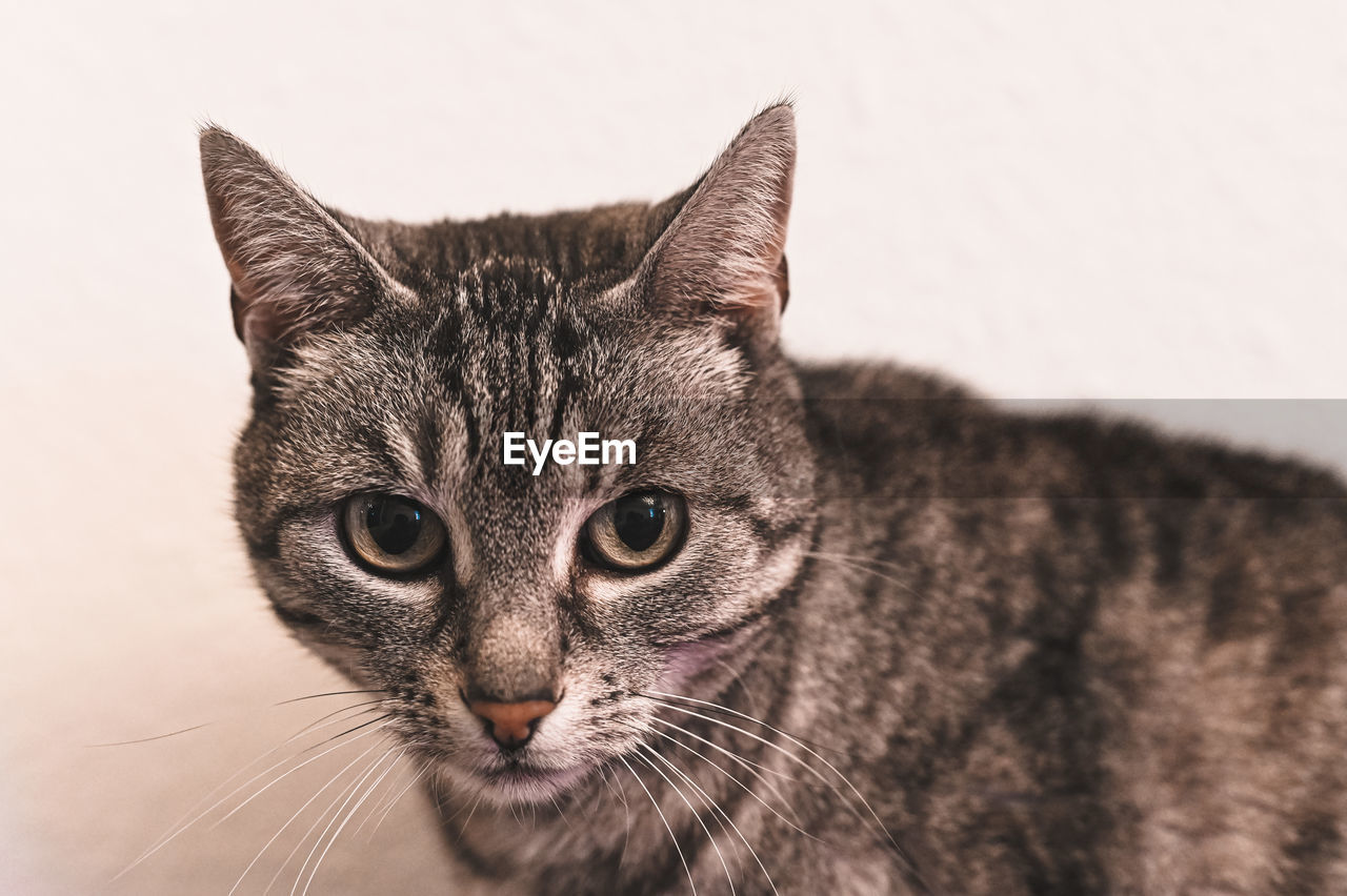 CLOSE-UP PORTRAIT OF TABBY