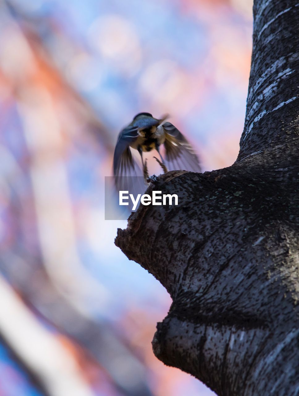 CLOSE-UP OF BIRD PERCHING ON TREE