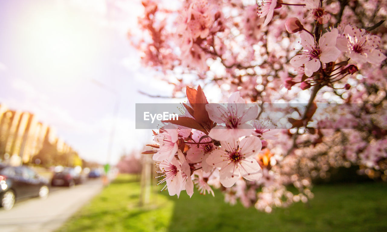 CLOSE-UP OF PINK CHERRY BLOSSOM