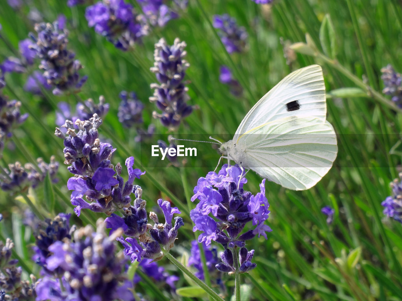 Simply white butterfly on lavender stem. photo with lot of details. the top 100 of quality win 10pro