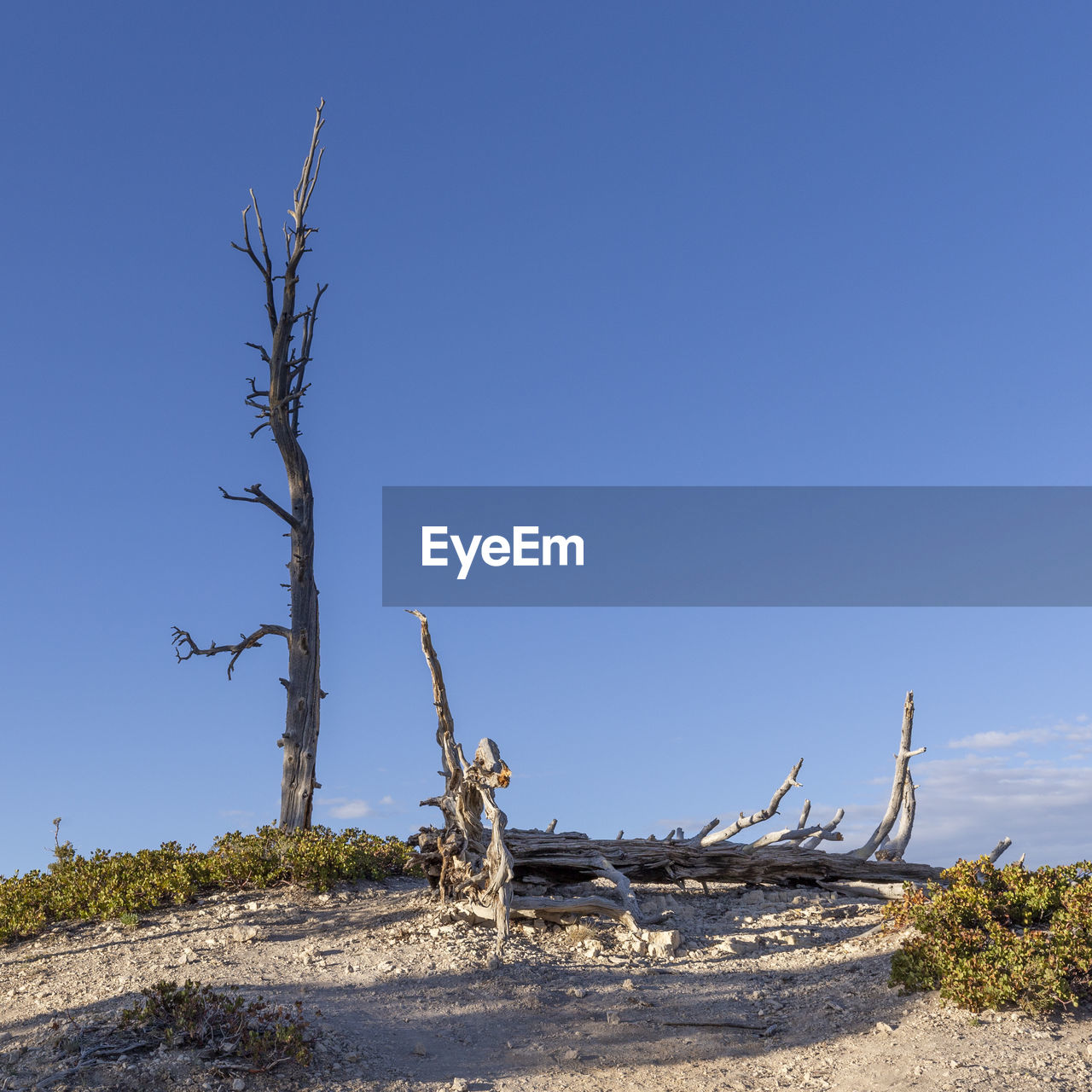 sky, tree, nature, sea, blue, land, plant, landscape, environment, clear sky, coast, no people, scenics - nature, shore, wind, sunny, tree trunk, tranquility, beauty in nature, trunk, day, desert, natural environment, non-urban scene, outdoors, dead plant, beach, sunlight, tranquil scene, wilderness, mountain, copy space, driftwood, sand, water, bare tree, travel, travel destinations, accidents and disasters