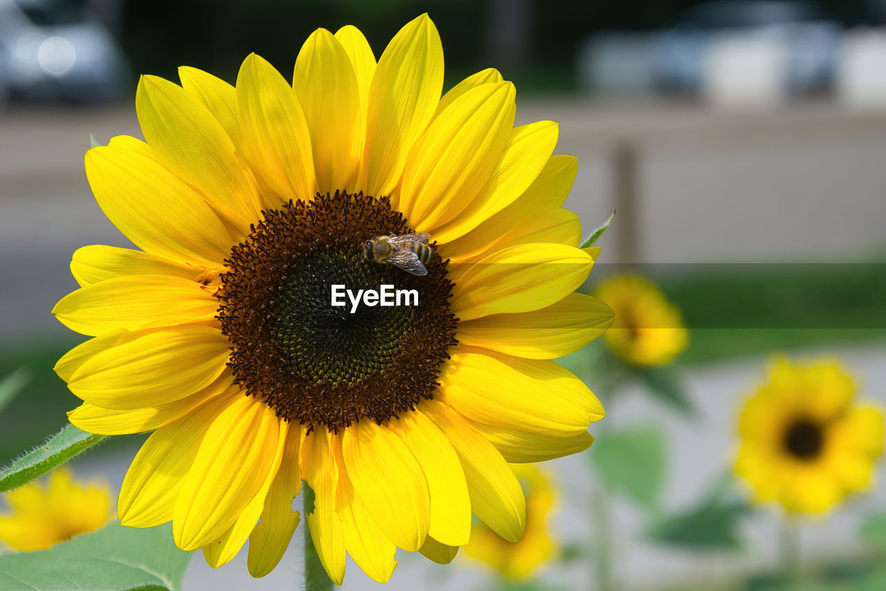 flower, flowering plant, yellow, plant, freshness, beauty in nature, flower head, sunflower, petal, growth, close-up, inflorescence, fragility, nature, focus on foreground, pollen, no people, outdoors, springtime, summer, sunflower seed, day, botany, rural scene, landscape, macro photography, blossom, sunlight, sky, vibrant color