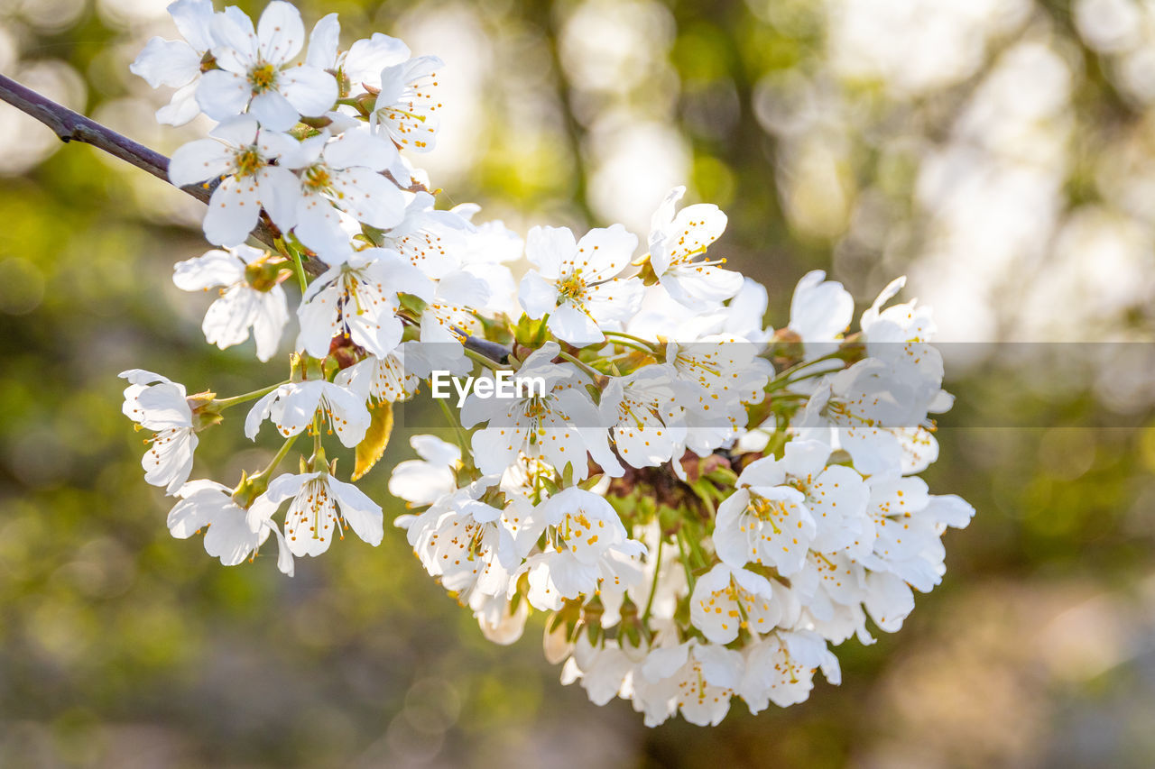 CLOSE-UP OF CHERRY BLOSSOMS ON TREE