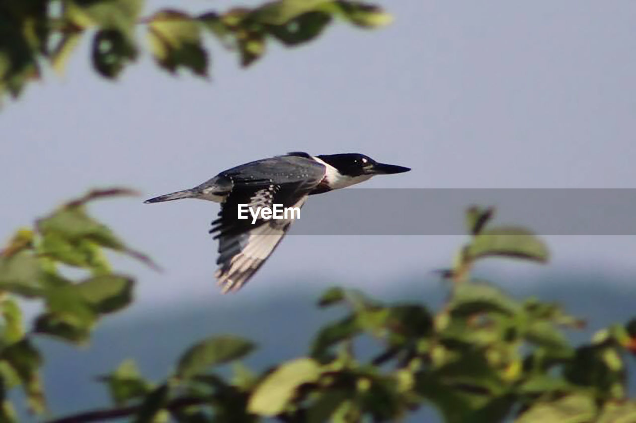 Belted kingfisher in flight