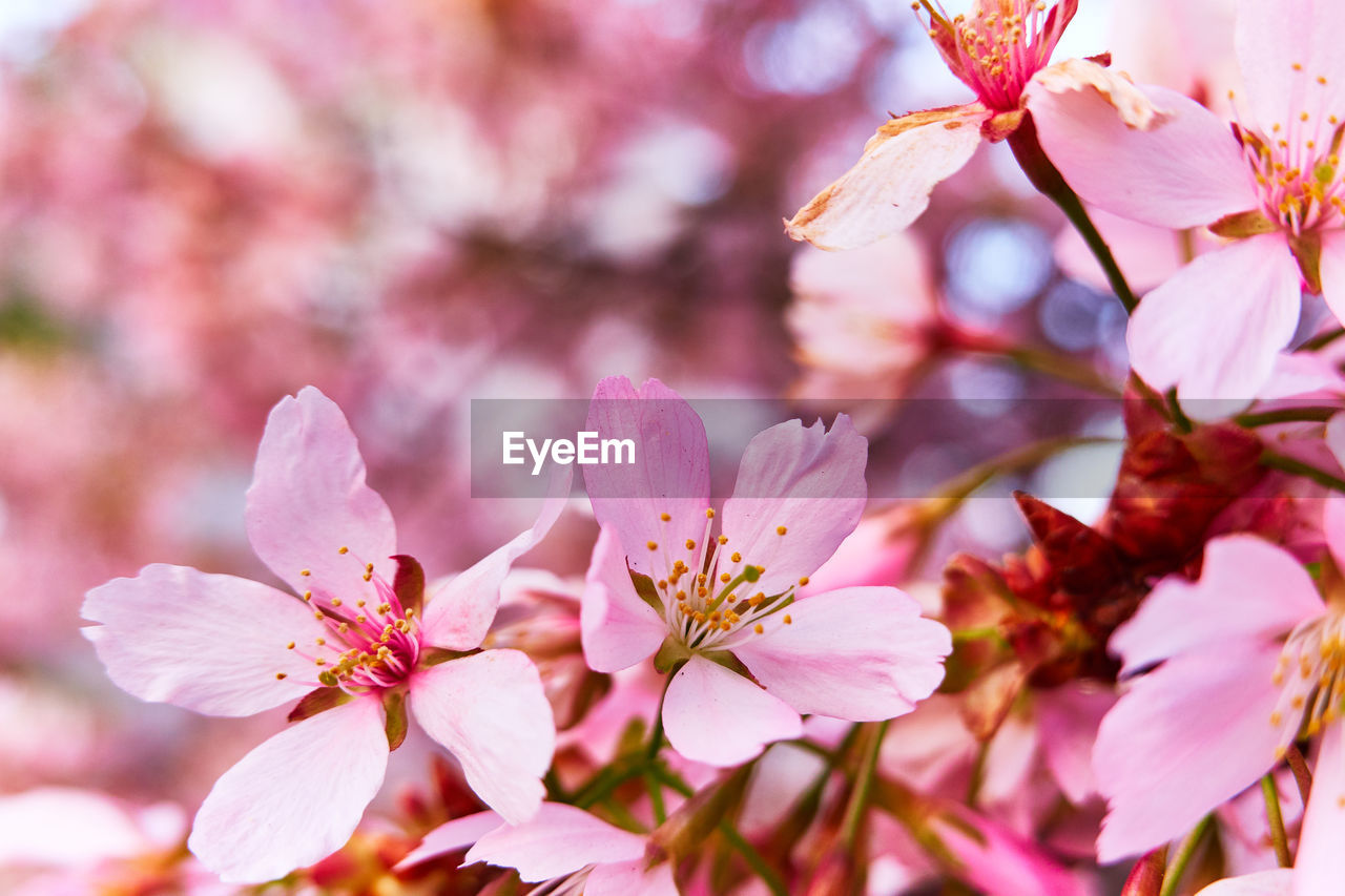 Close-up of pink cherry blossom