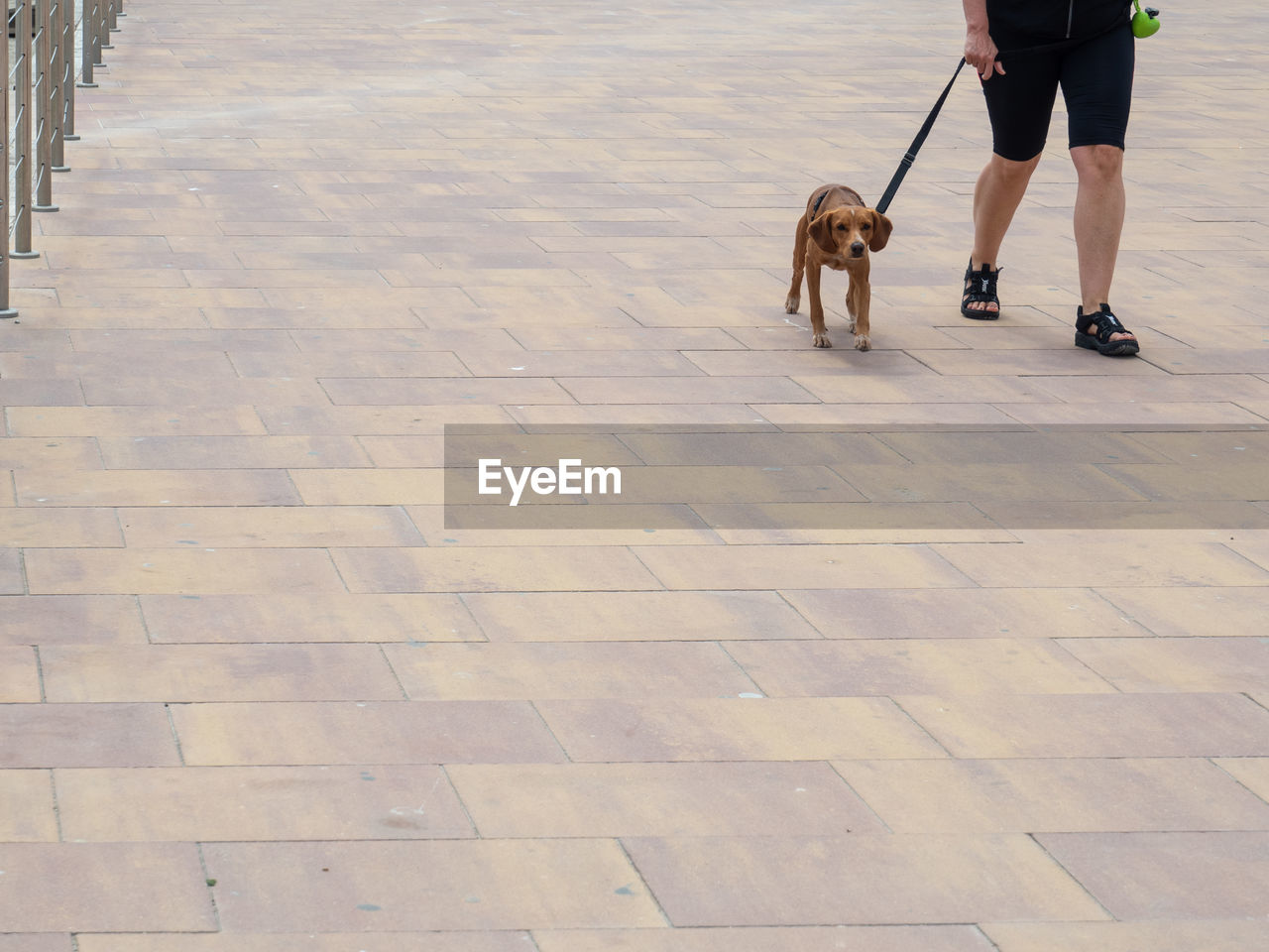 Low section of person with dog walking on footpath