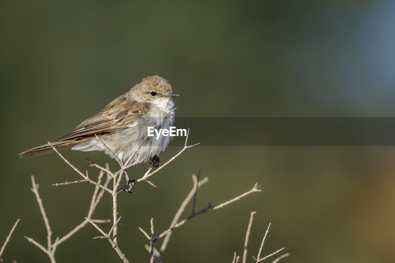 close-up of bird perching on twig