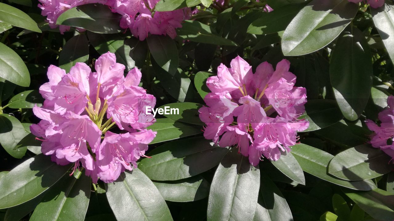 CLOSE-UP OF FLOWER BLOOMING OUTDOORS