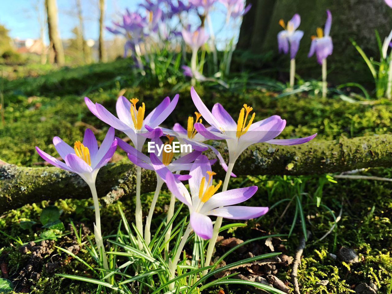 Close-up of purple crocus flowers on field