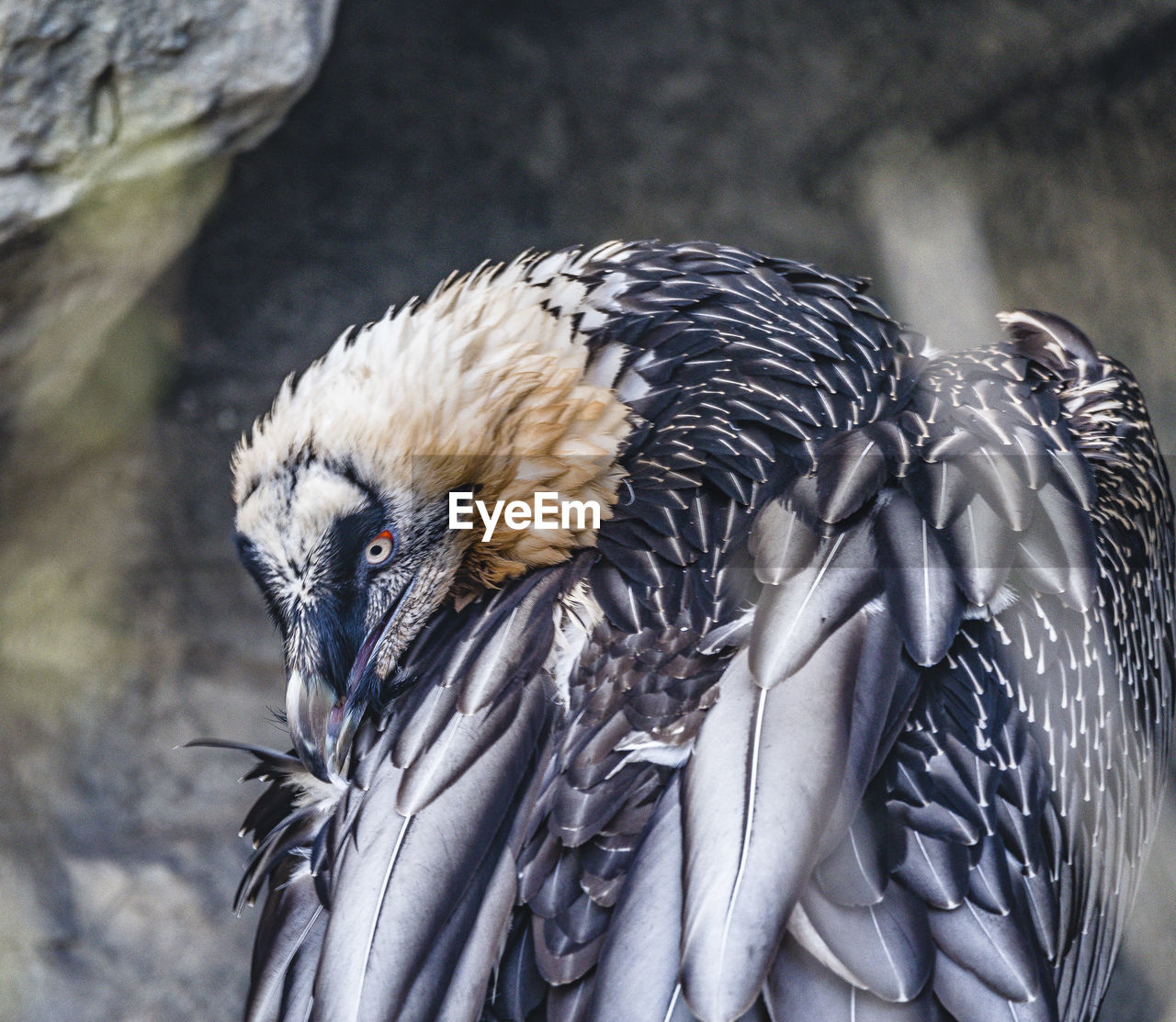 CLOSE-UP OF A PEACOCK