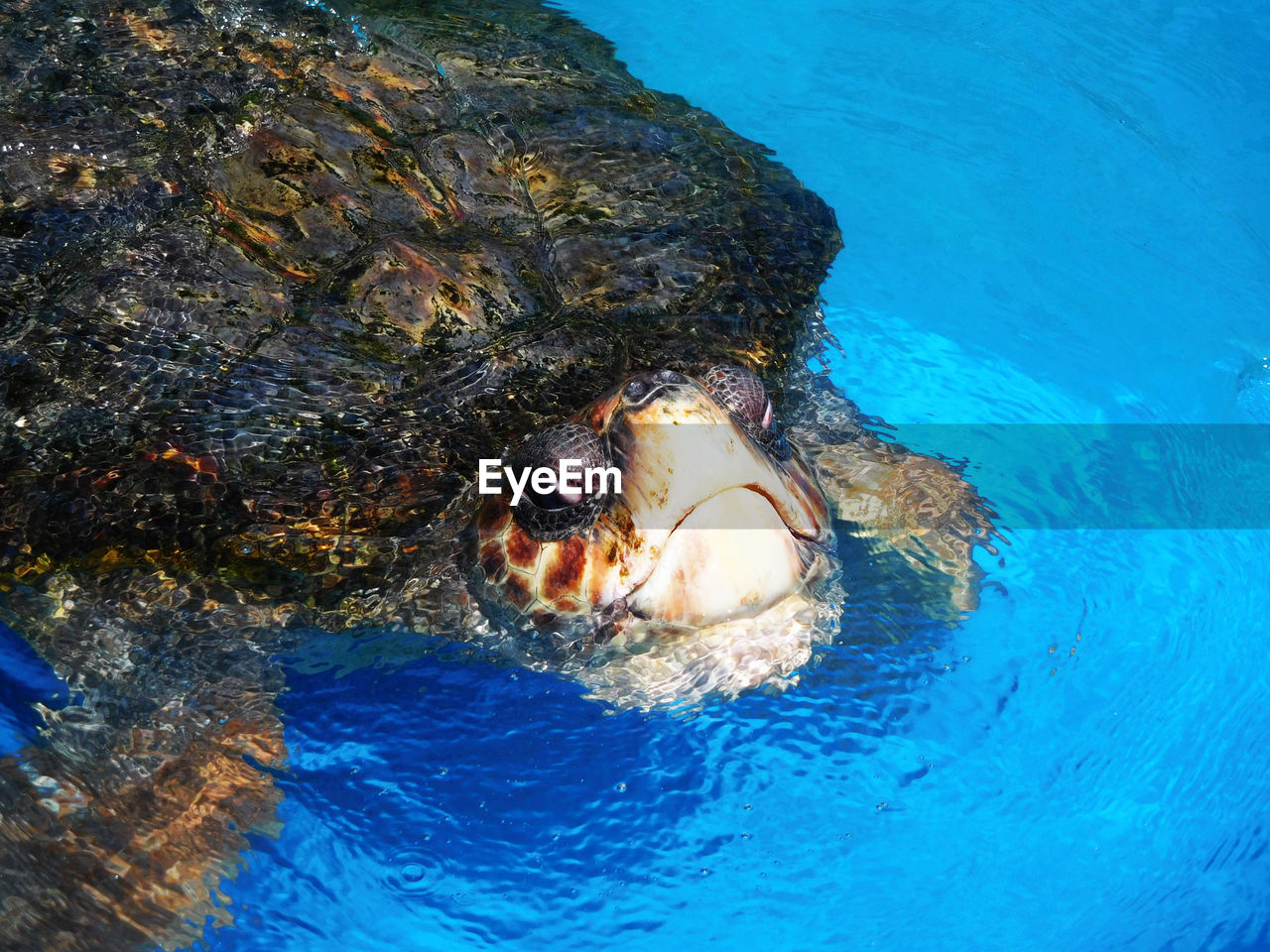CLOSE-UP OF TURTLE IN SWIMMING UNDERWATER