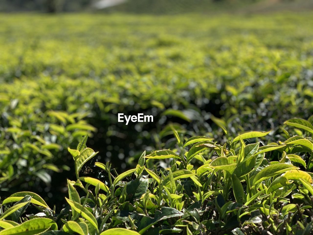 Dalat tea field