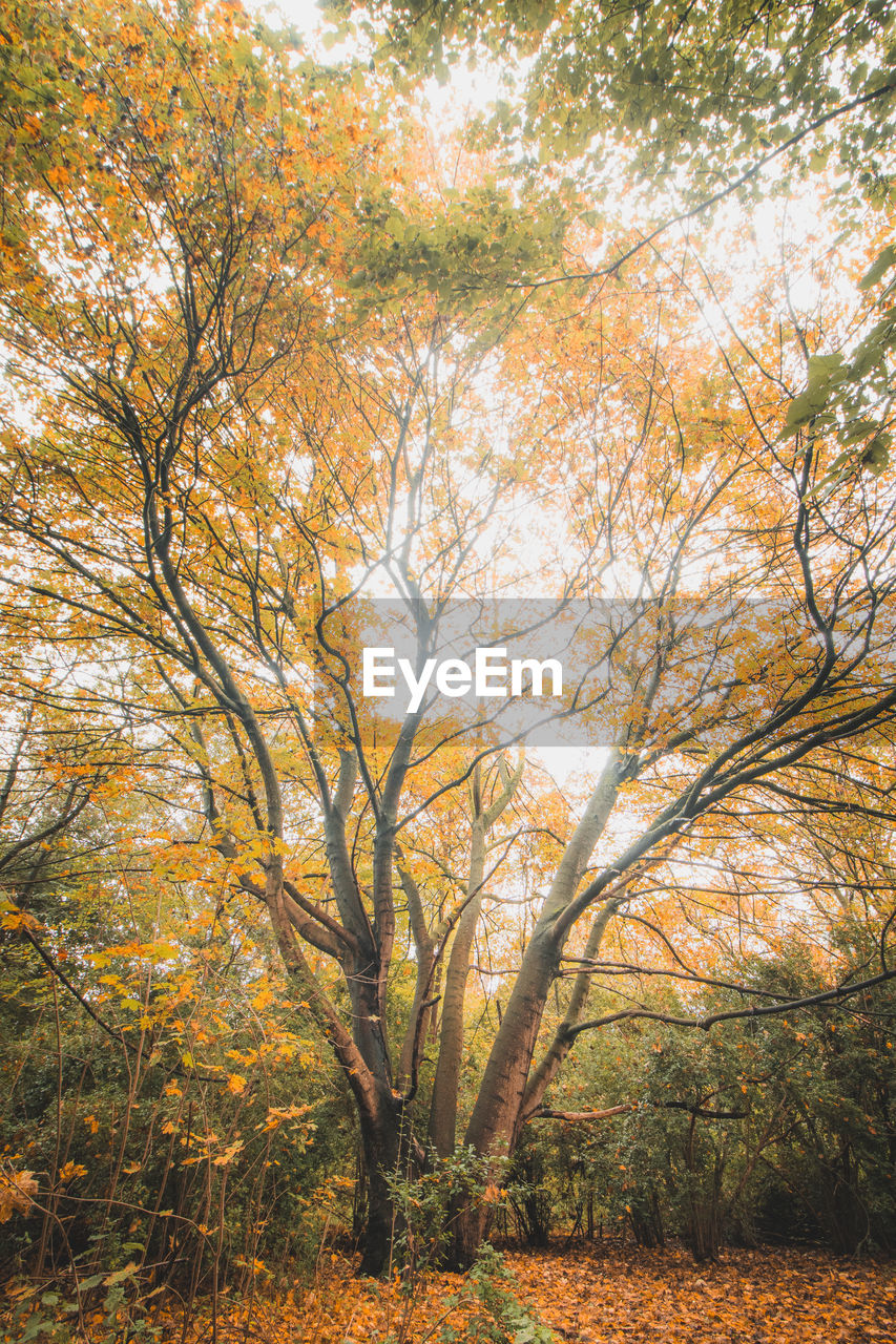 tree, plant, leaf, beauty in nature, autumn, branch, land, nature, woodland, tranquility, sunlight, no people, environment, forest, scenics - nature, landscape, sky, tranquil scene, day, outdoors, growth, morning, natural environment, orange color, plant part, non-urban scene, grove, idyllic, tree trunk, trunk