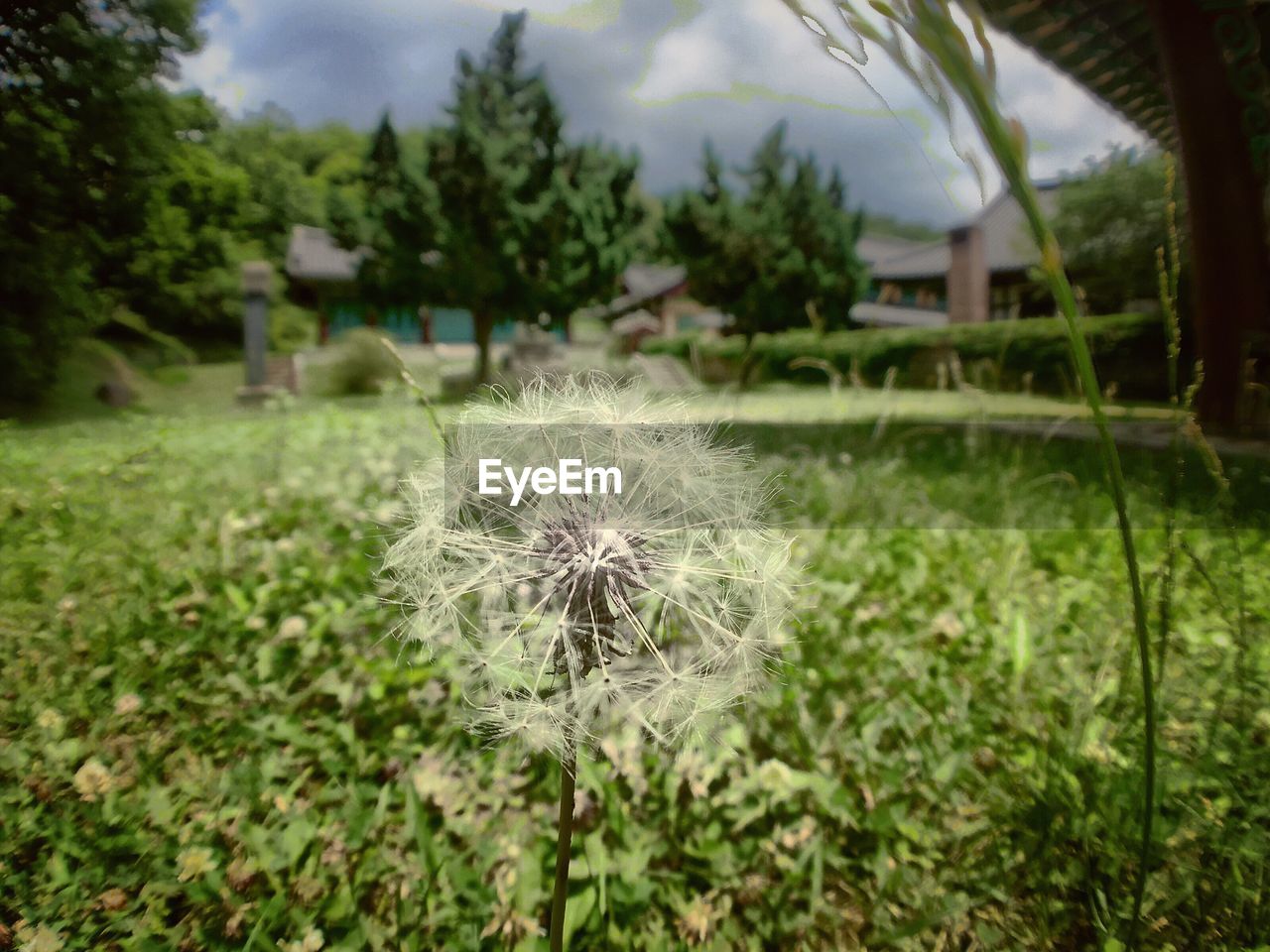 CLOSE-UP OF FLOWER PLANTS AGAINST SKY