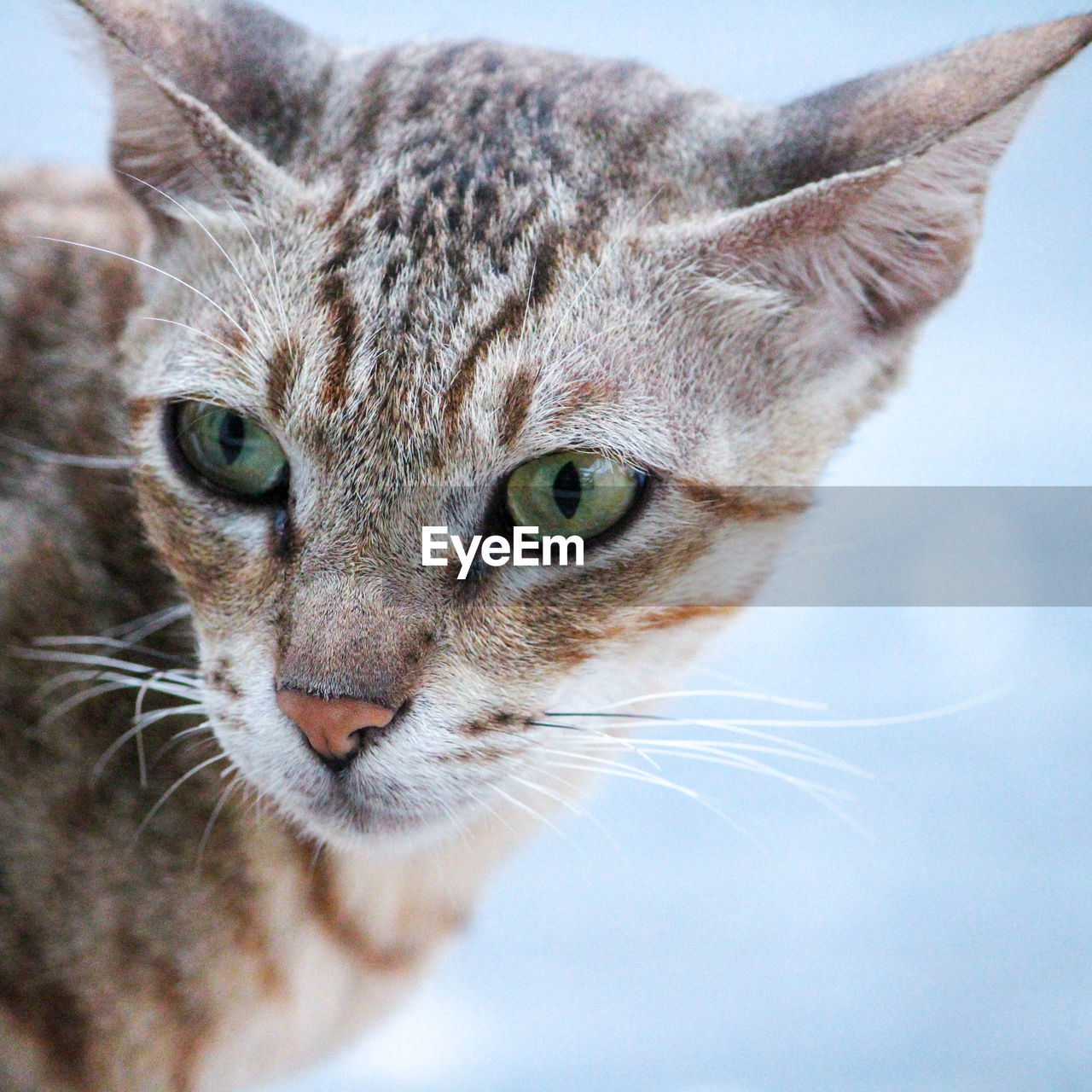 CLOSE-UP OF CAT LOOKING AWAY