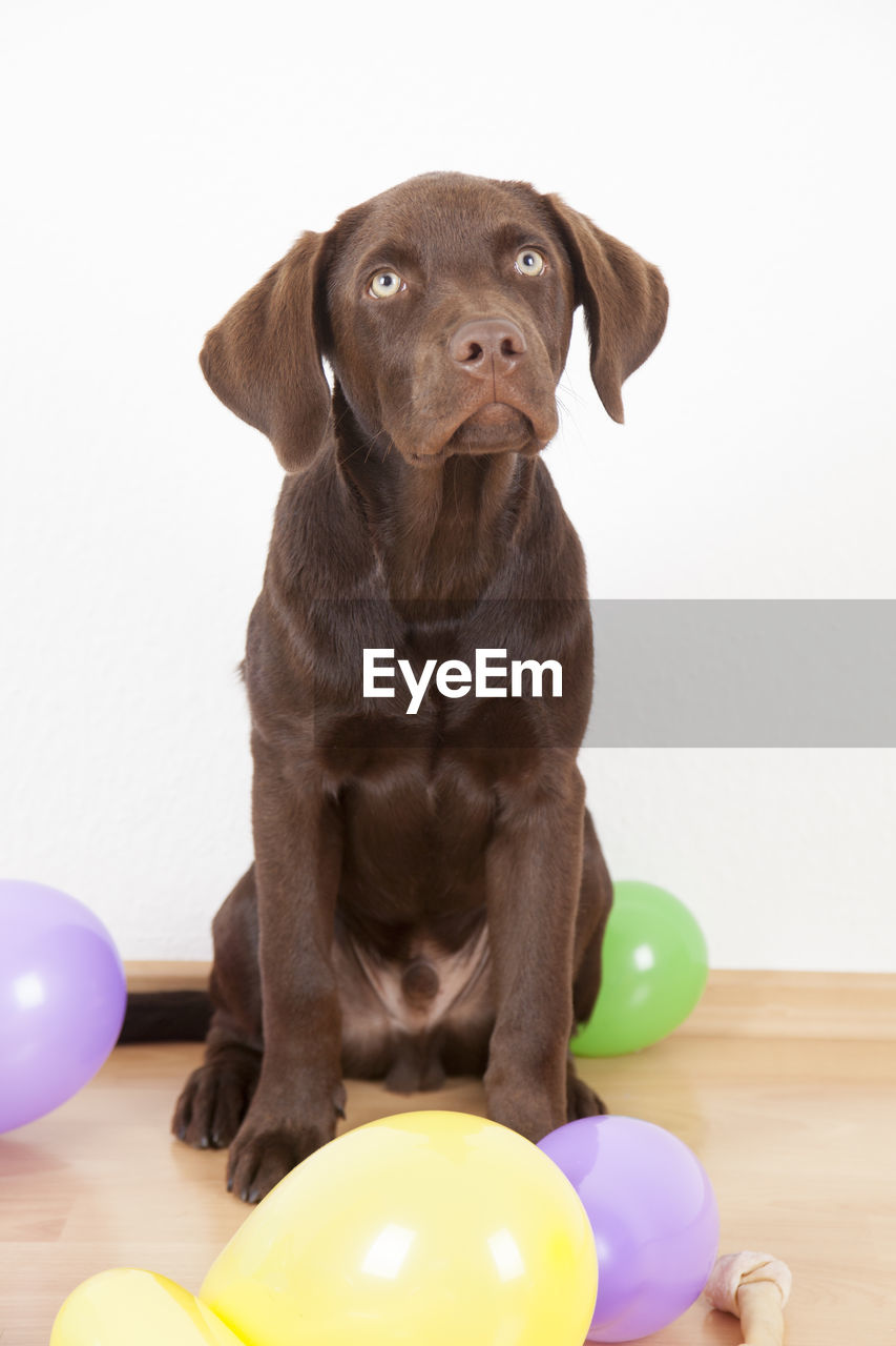 PORTRAIT OF DOG WITH BALL IN MOUTH