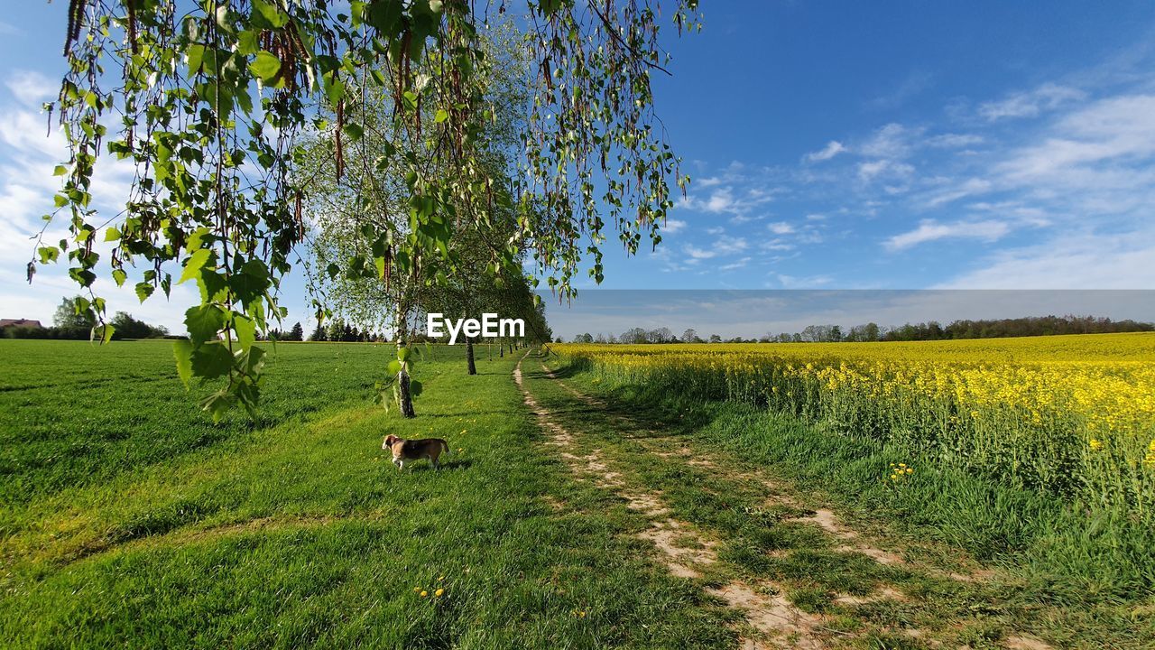 SCENIC VIEW OF AGRICULTURAL FIELD